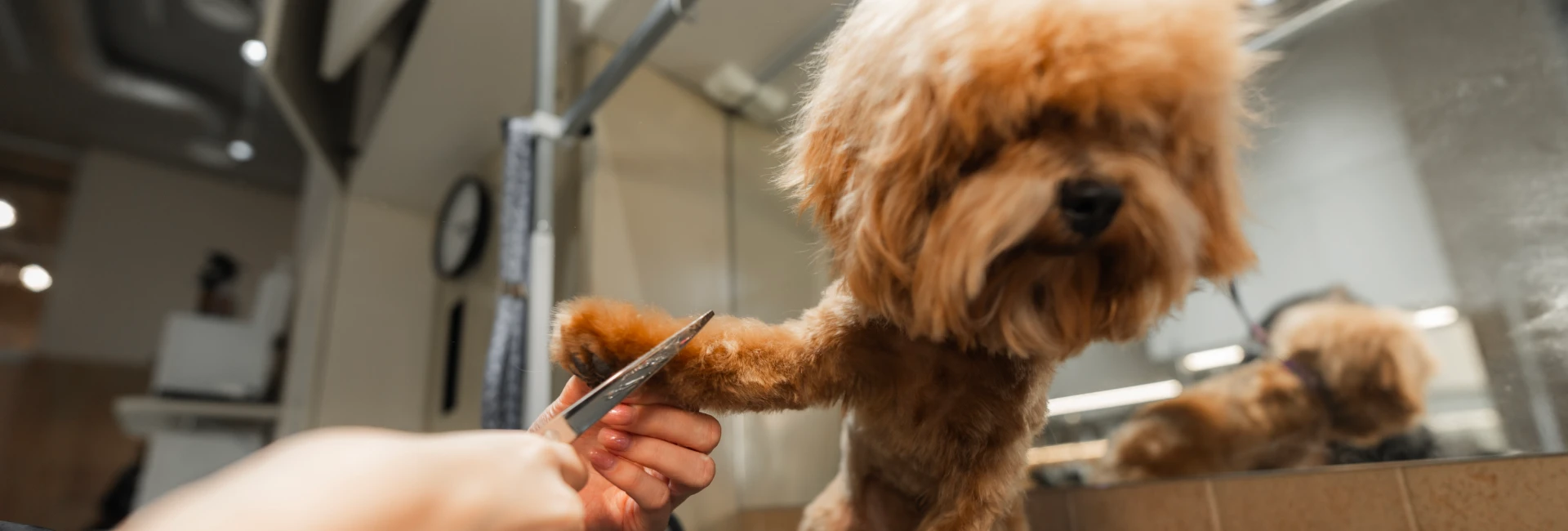 Full Service Dog Grooming Kansas City