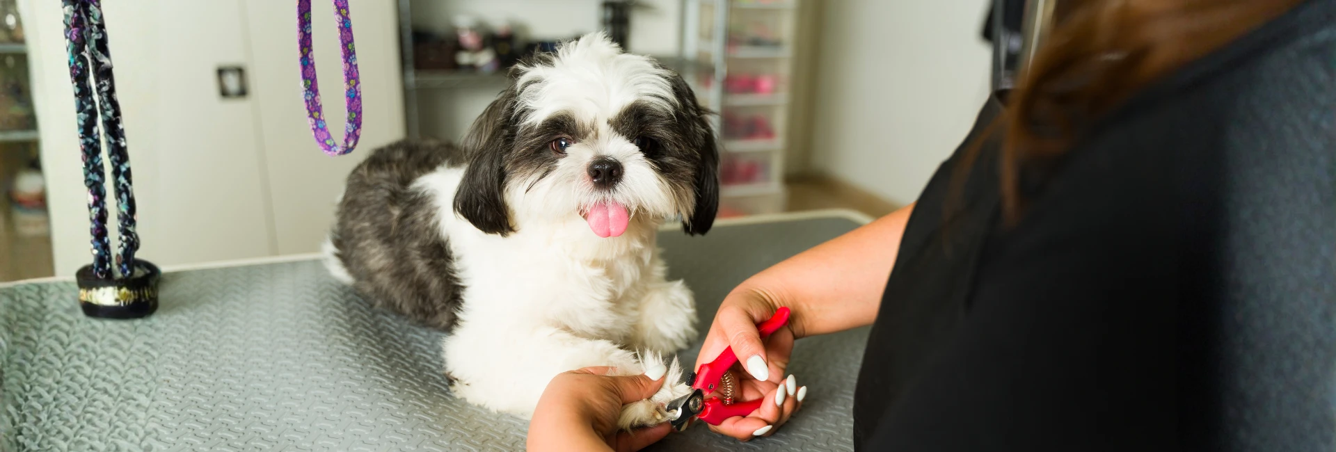 Walk In Dog Nail Trims Kansas City