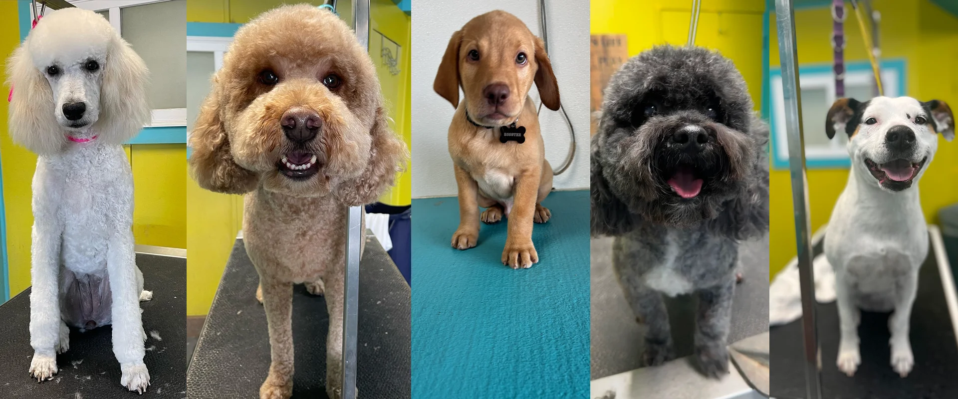 Pet Grooming Services Kansas City