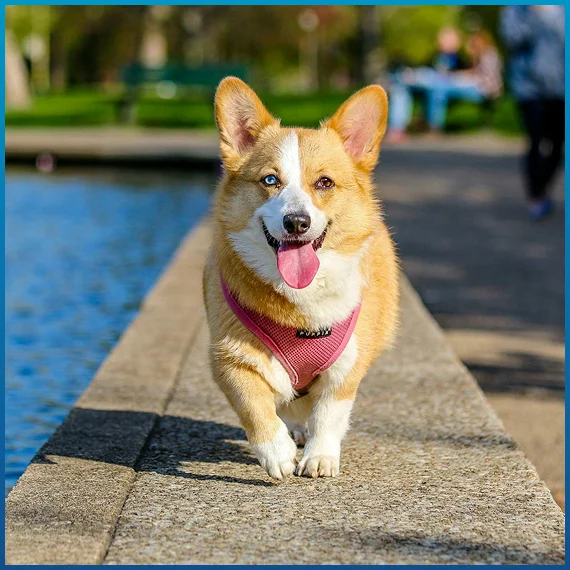 Pet behavior issues and solutions