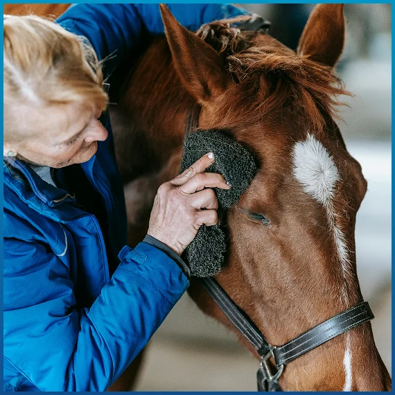 horse riding lessons