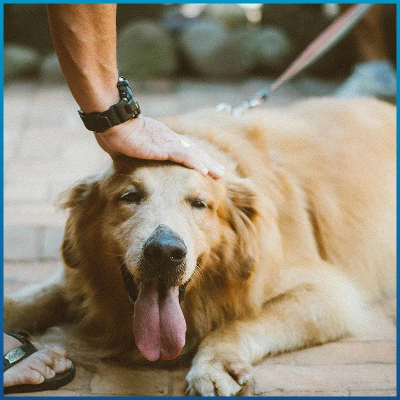 Pet Behavioral Consulting