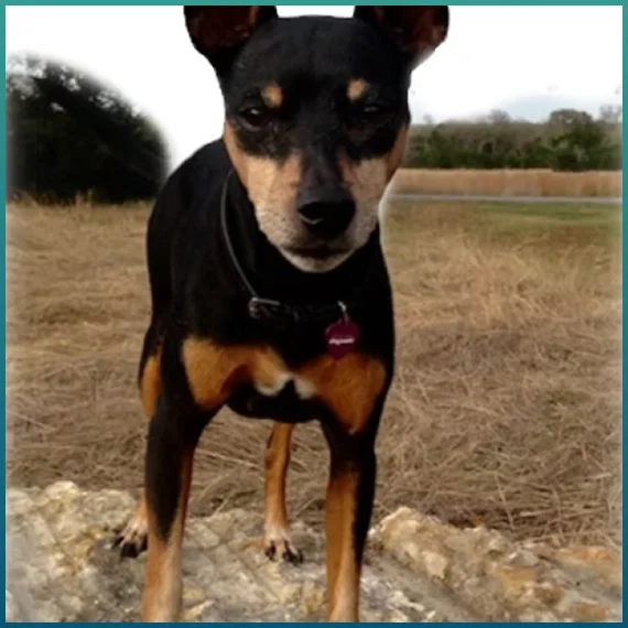 Holistic Pet Care