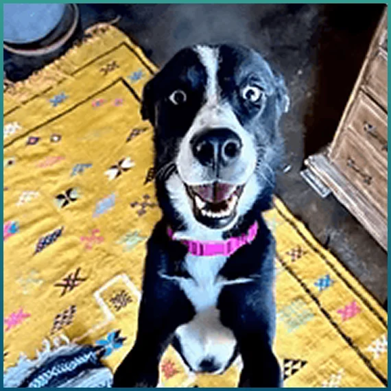 Holistic Pet Care
