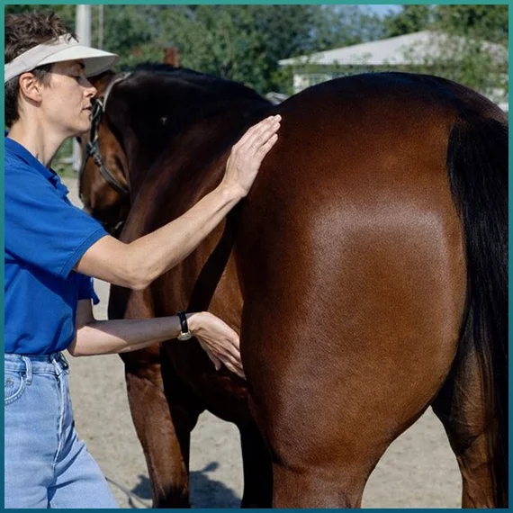 Holistic Pet Care