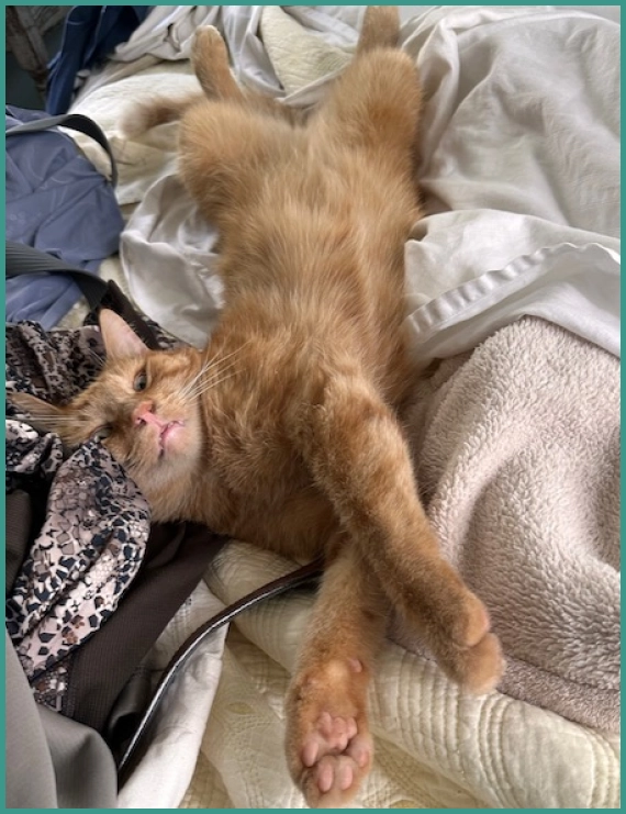 Pet bodywork practitioner near me