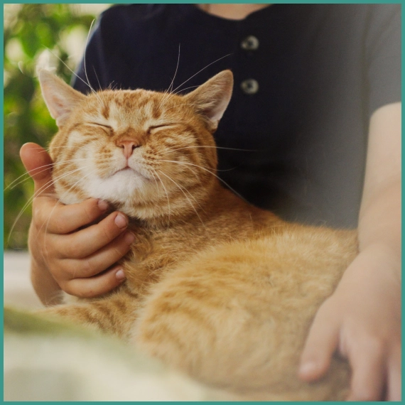 Pet Behavioral Consulting