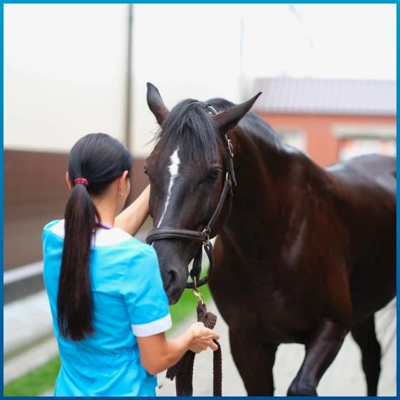 Horse Clinics & Workshops