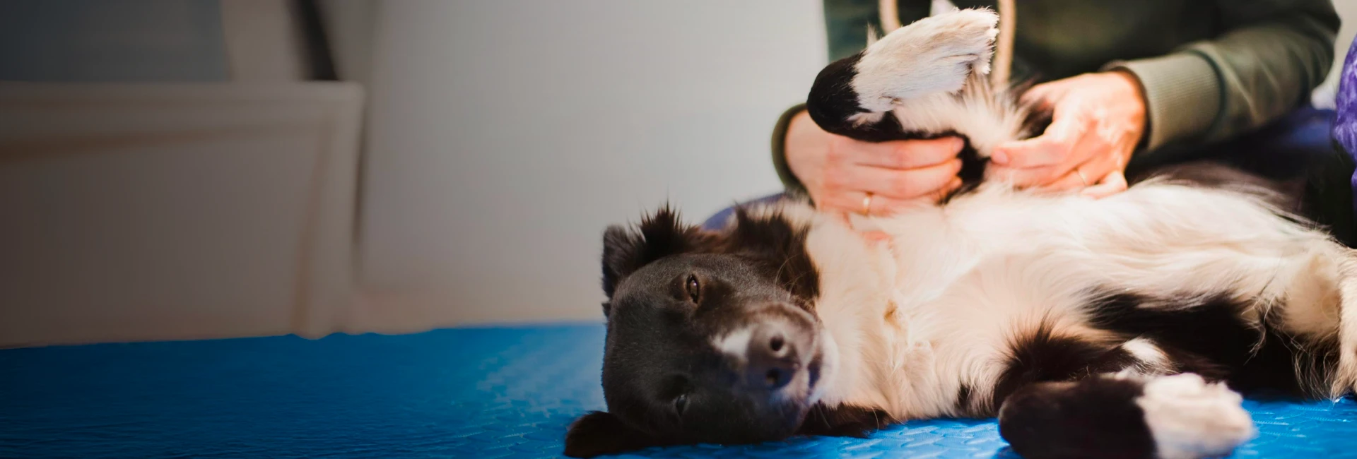 Pet Bodywork Services