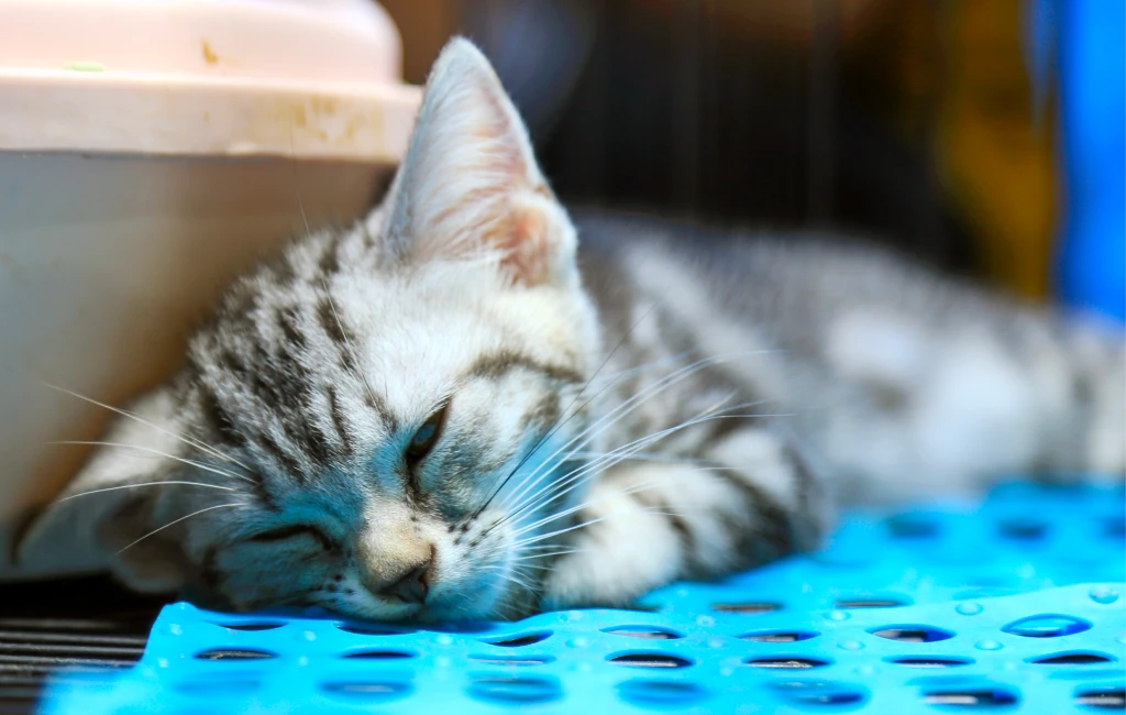 Energy Healing For Pets