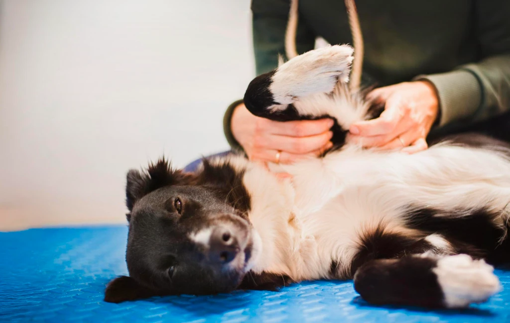 Pet Bodywork Services
