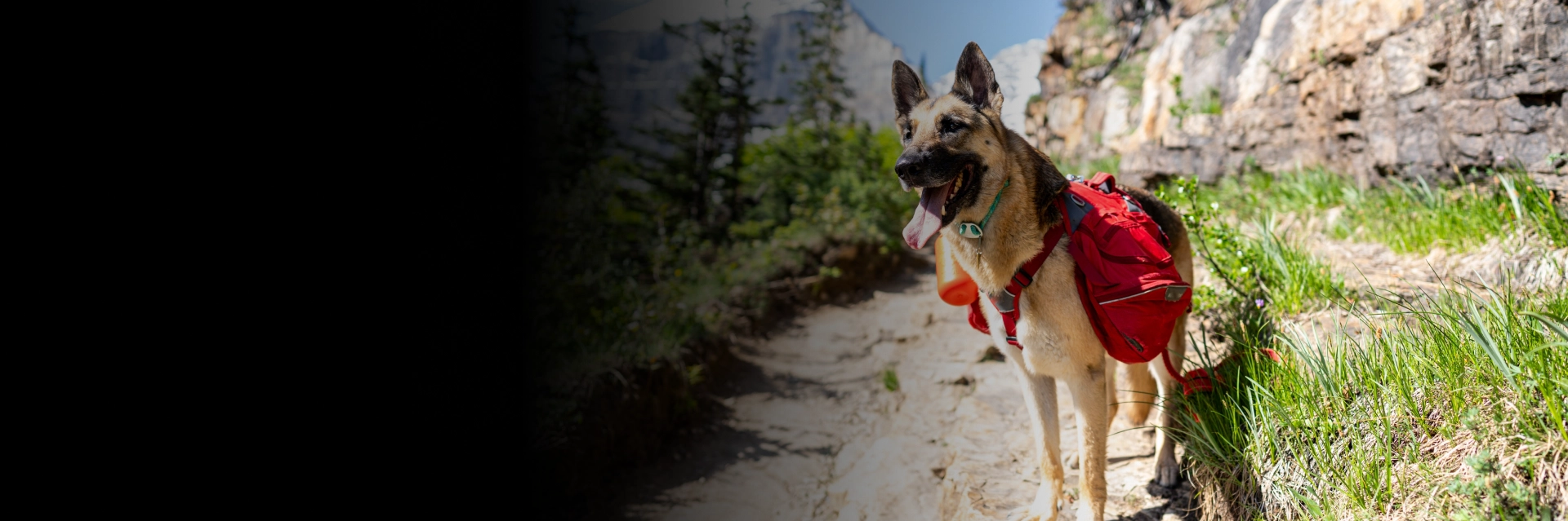 Dog walker specialist in Medford providing safe, enriching hikes
