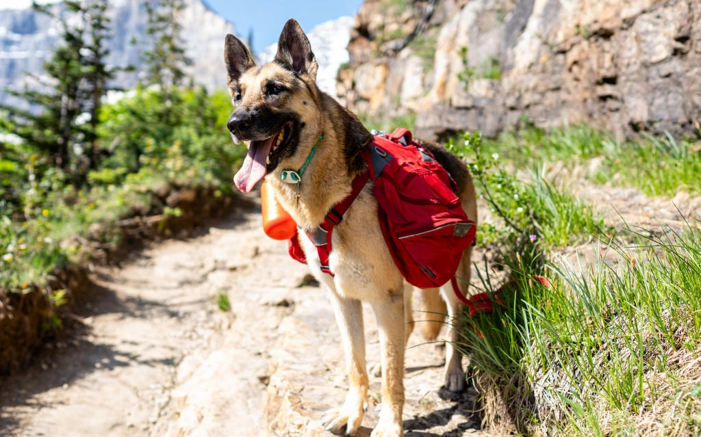 Dog walker specialist in Medford providing safe, enriching hikes