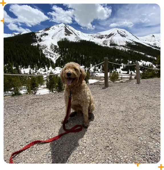 About our dog walker in Medford for trusted outdoor adventures