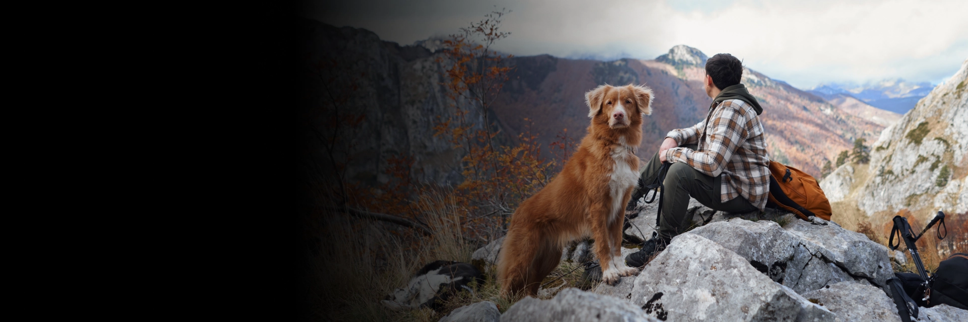 Dog walking services in Medford for active and social dogs