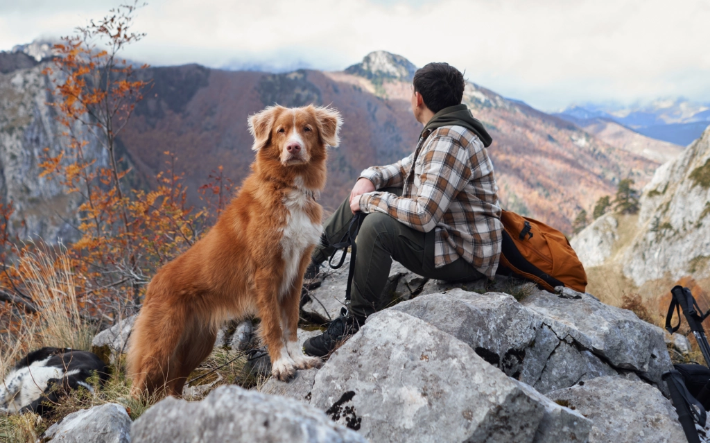 Dog walking services in Medford for active and social dogs