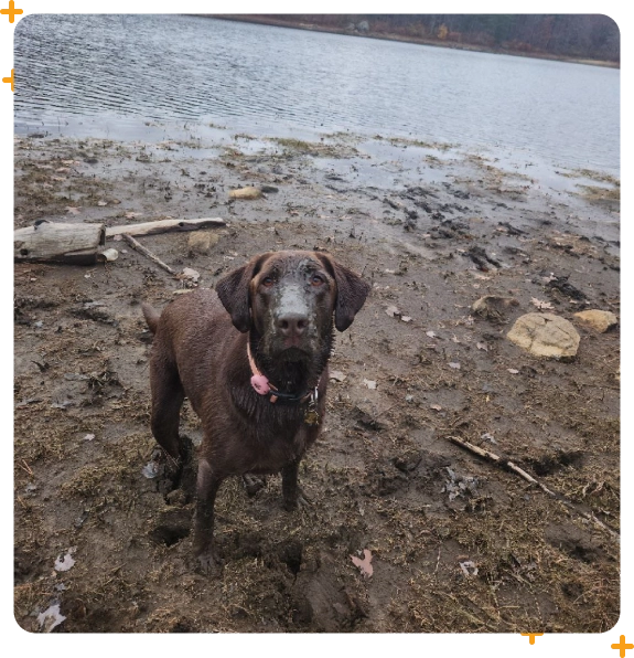 Outdoor dog hiking adventures in Medford with small groups