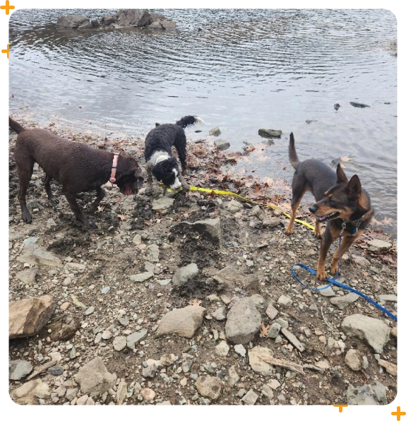 Dog hiking adventures in Medford for mental and physical enrichment