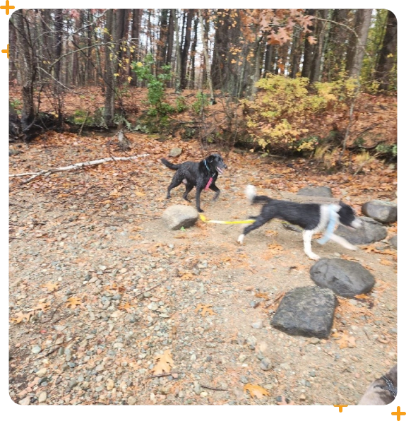 Small-group dog hiking services in Medford for confidence building