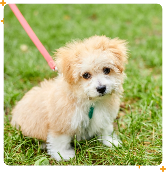 Adventure puppy walking in Medford for socialization and fitness