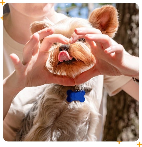 Puppy adventure program in Medford for confidence and mental growth