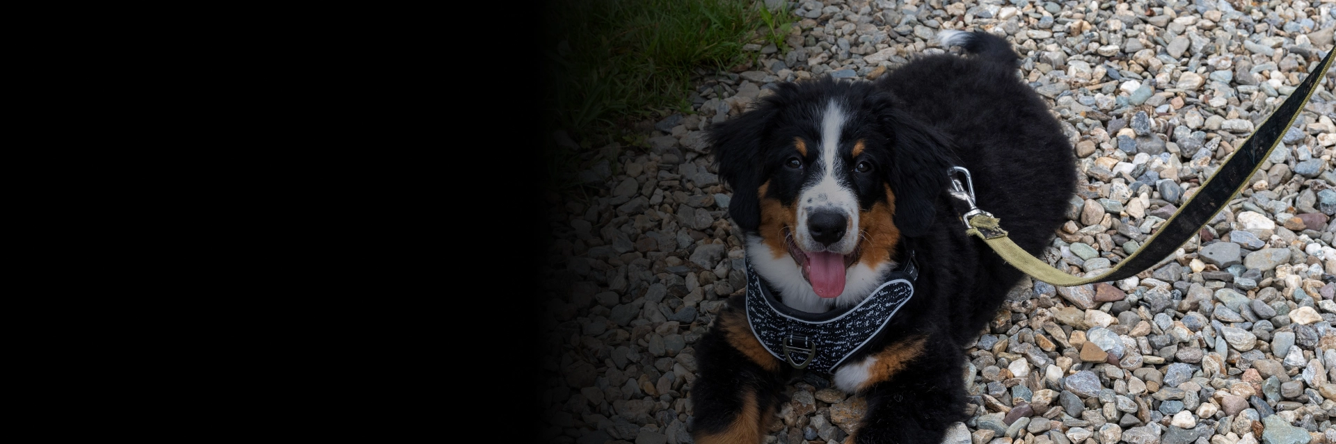 Puppy training in Medford with guided adventure puppy walking
