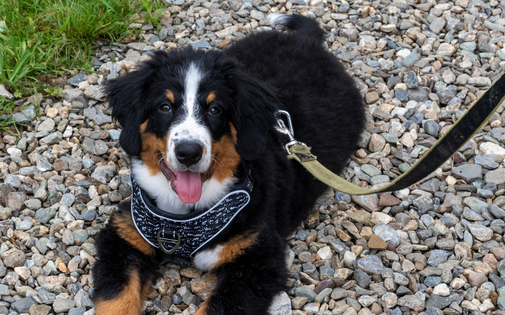 Puppy training in Medford with guided adventure puppy walking