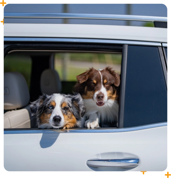 Pickup and drop-off dog walking in Medford for convenience