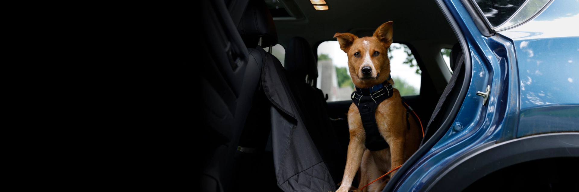 Dog transportation service in Medford with safe pickup and drop-off
