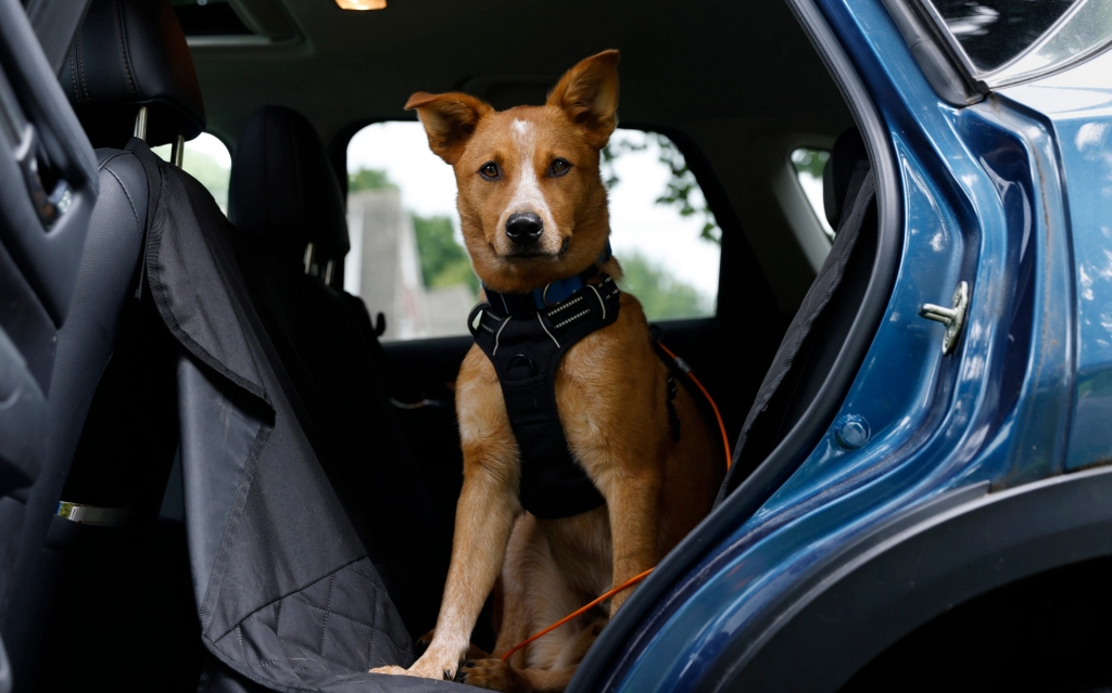 Dog transportation service in Medford with safe pickup and drop-off