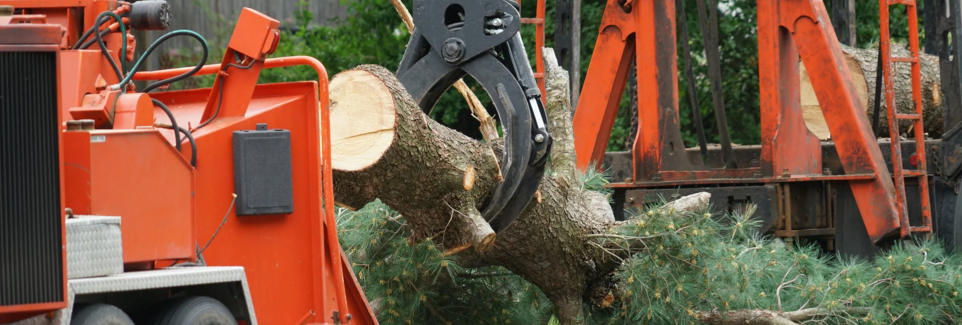 Certified Arborists Guelph ON