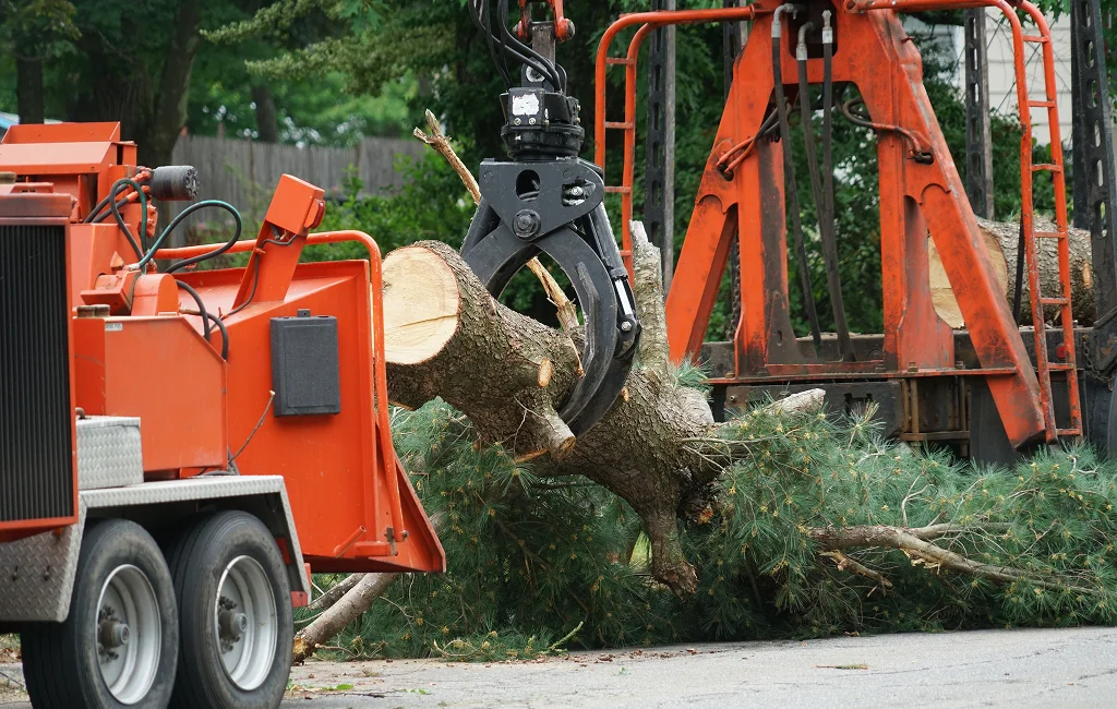 Certified Arborists Guelph ON