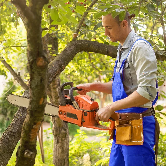 Tree Pruning Services