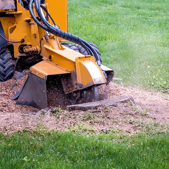 Stump Grinding & Removal Services