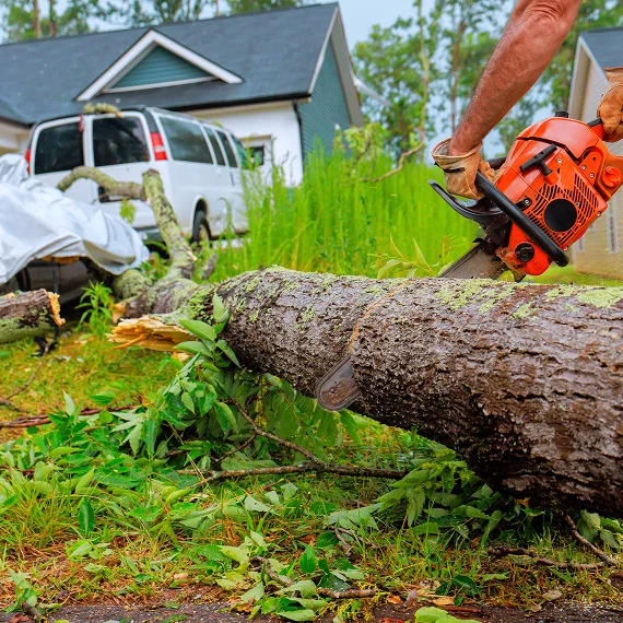 Emergency Tree Services