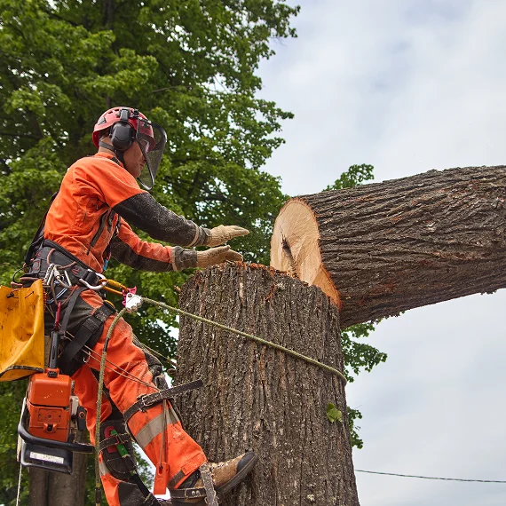 Commercial Tree Services