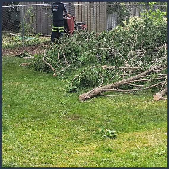 Complete Hazardous Tree Assessment and Removal