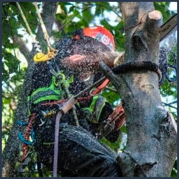 Comprehensive Limb and Branch Removal Services