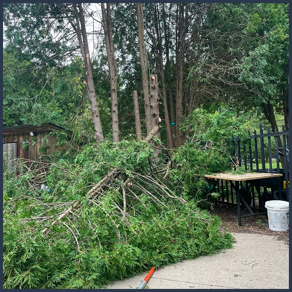Comprehensive Hazardous Tree Assessment