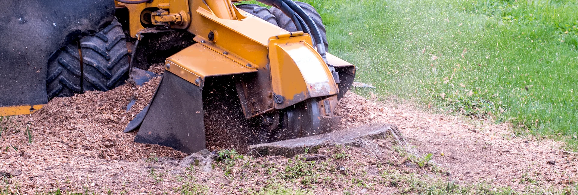 Stump Grinding & Removal in Guelph