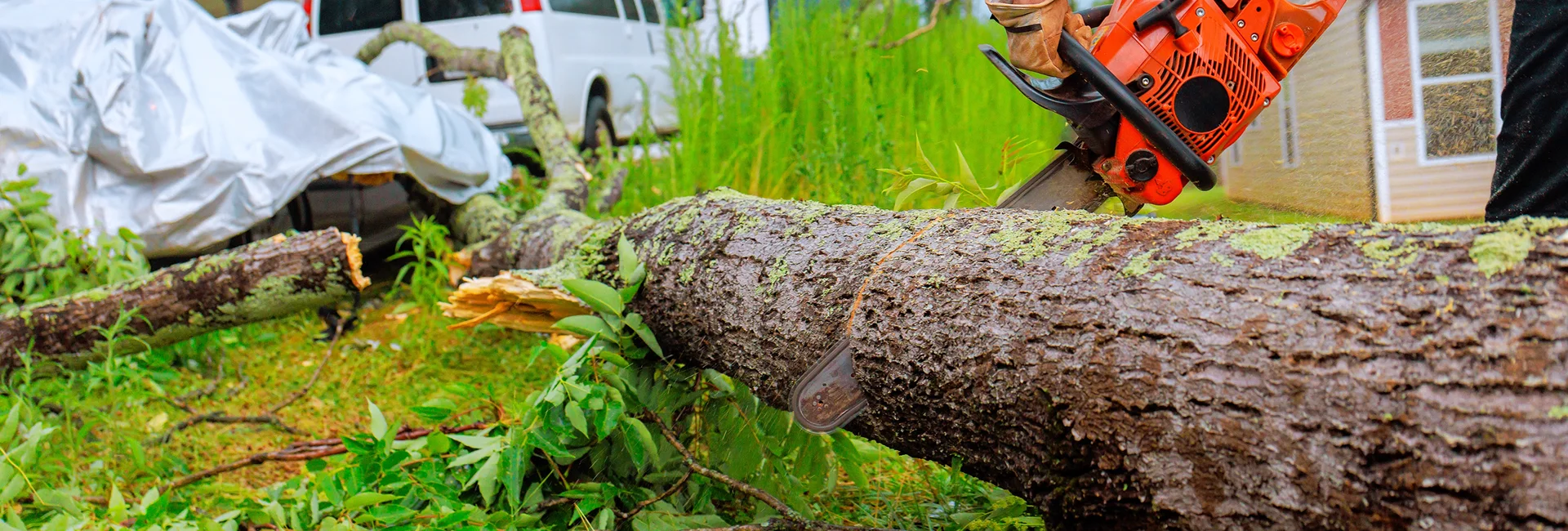 Emergency Tree Services in Guelph