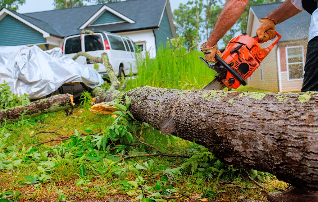 Emergency Tree Services in Guelph