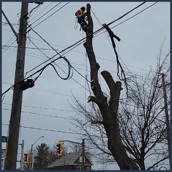 Hazardous Limb Pruning and Removal