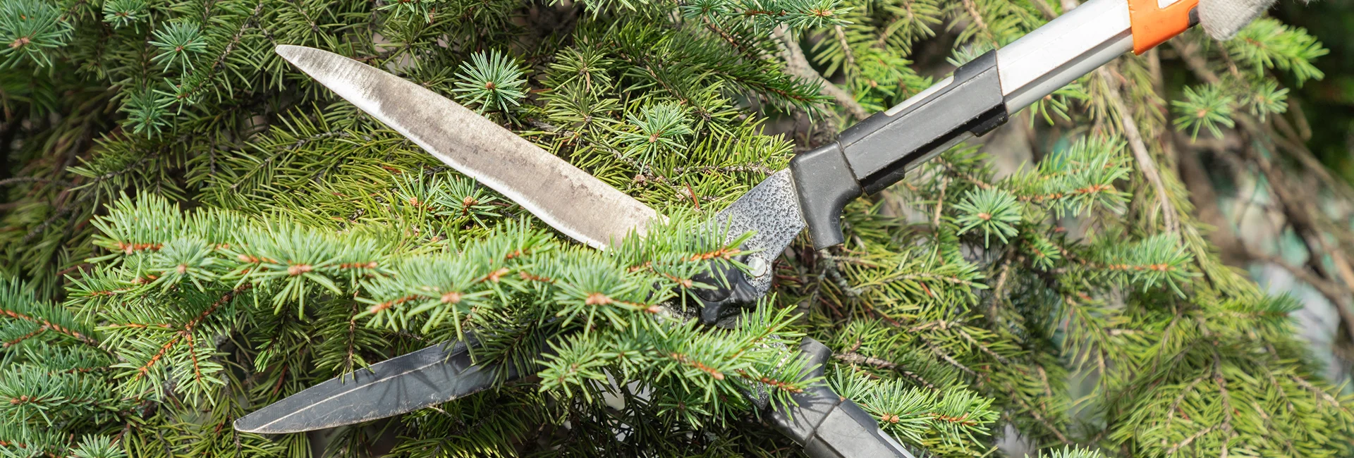 Arborist Service Waterloo ON