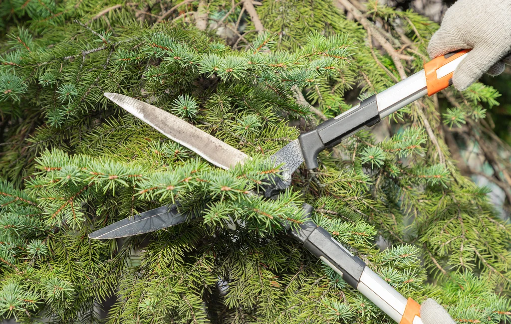 Arborist Service Waterloo ON