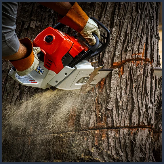 Arborist inspecting tree health near a home driveway