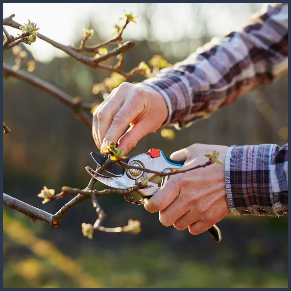 Tree Removal Services Waterloo ON