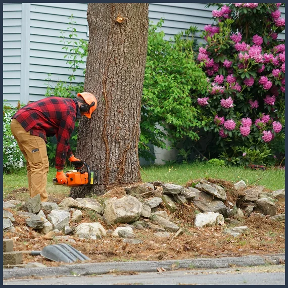 Tree Removal Services Milton ON