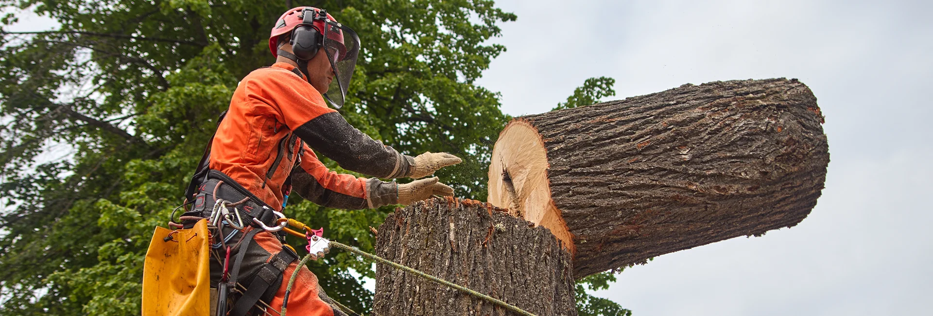 Commercial Tree Services in Guelph