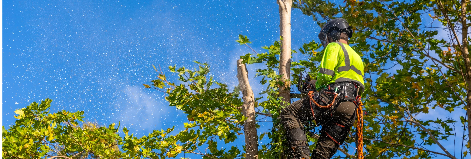 Tree Trimming Services in Guelph